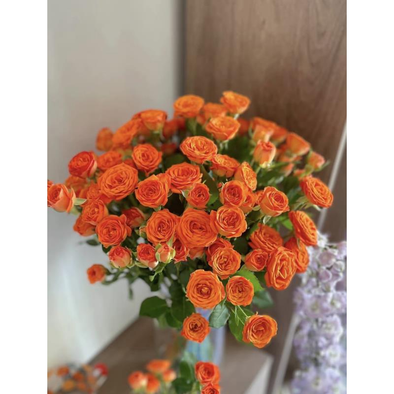 （小朱推荐）橙芭比泡泡多头 云南基地直发 【同地址两单京东或顺丰】