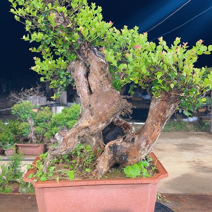 无花朵山采红芽赤楠