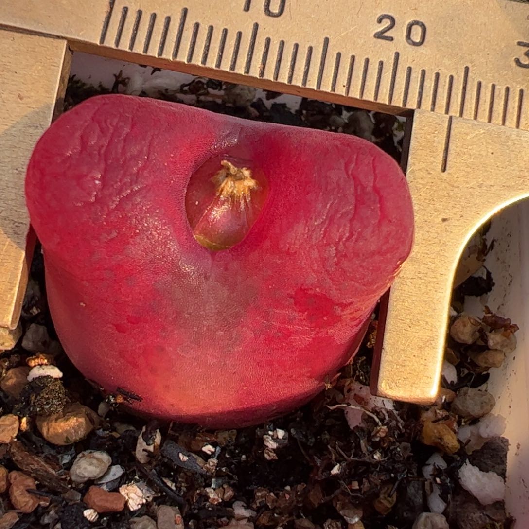 超毛多肉植物2.5厘米