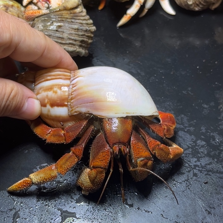 澳瓜3.8口径需要拍加热包