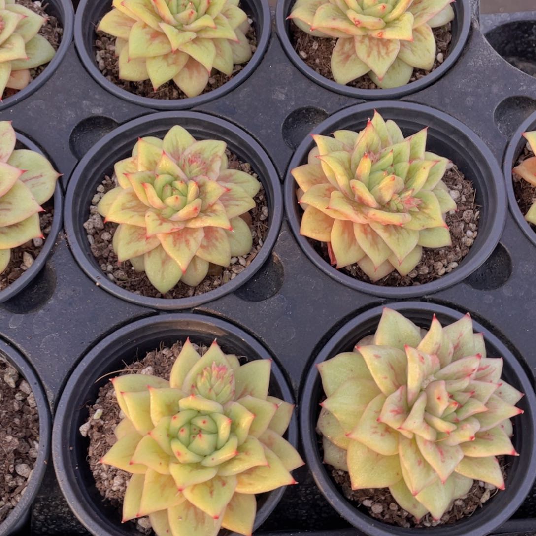 159号 全状态蔷薇玛利亚锦单头一个