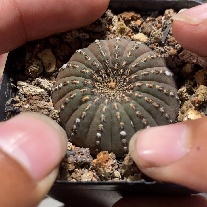 【闪购商品】大型士童