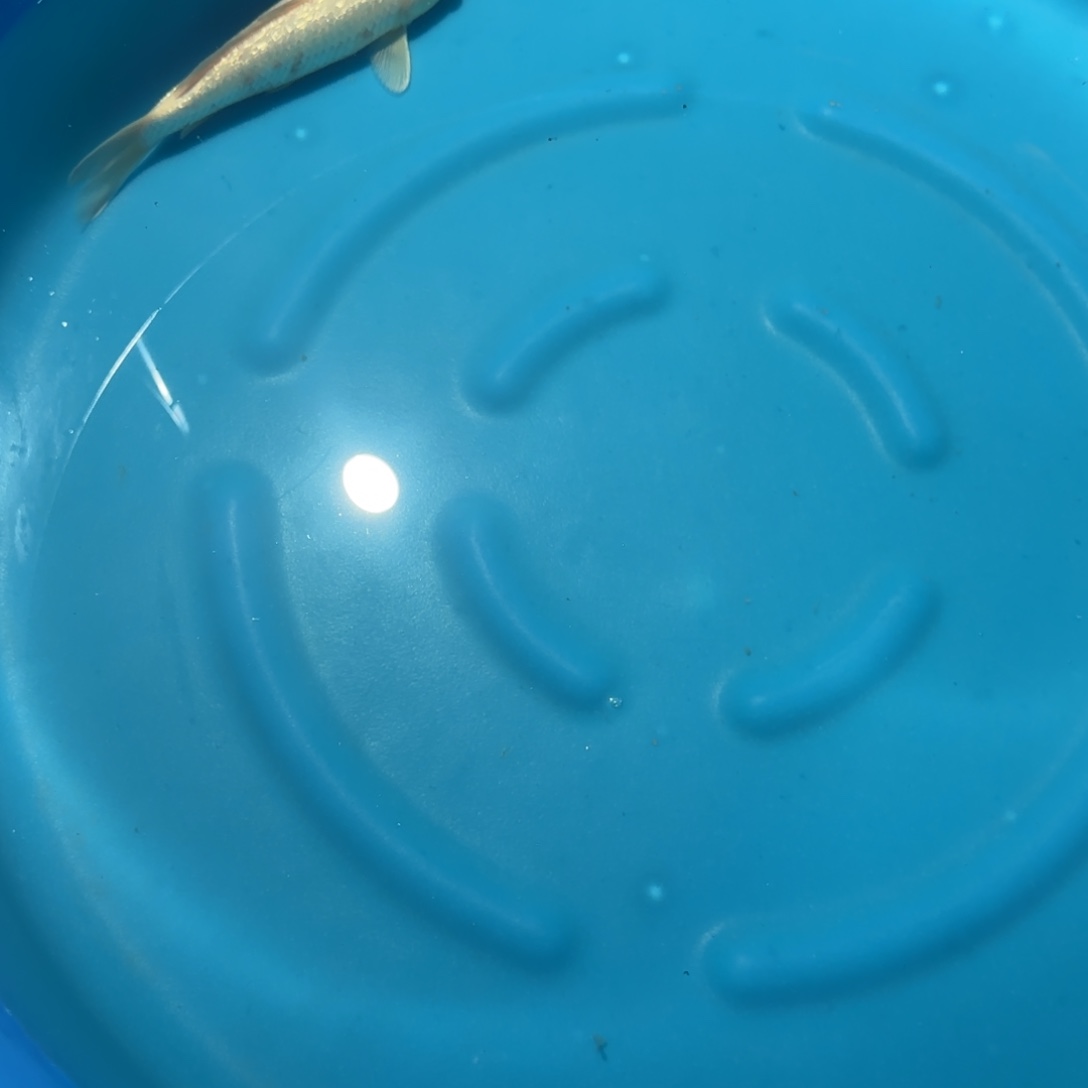 海水鱼顺丰云飞多腿少补