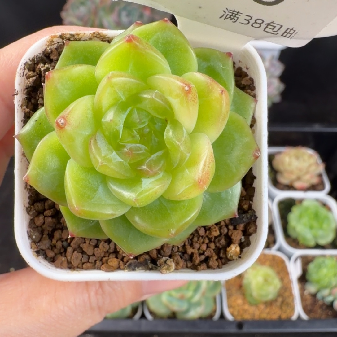 珍妮孤品单头256号