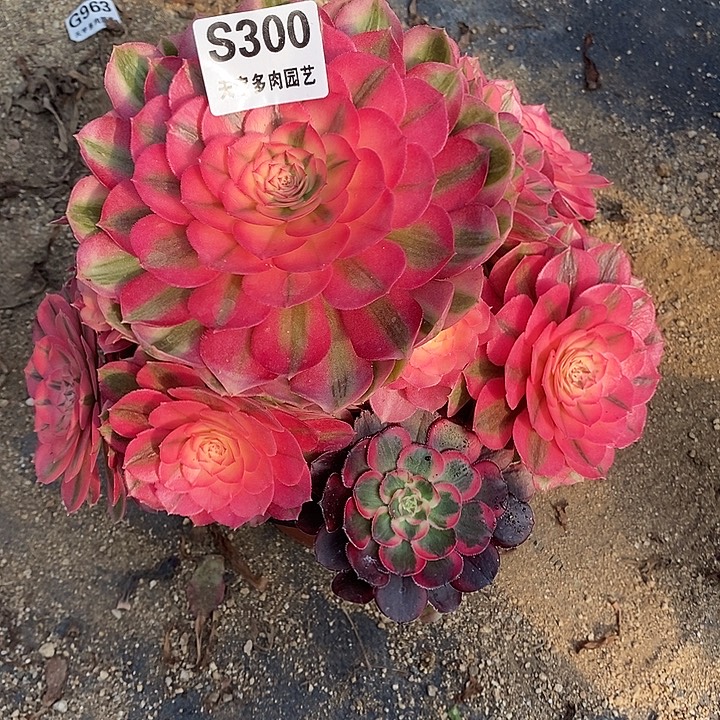 多肉植物倾城300多肉