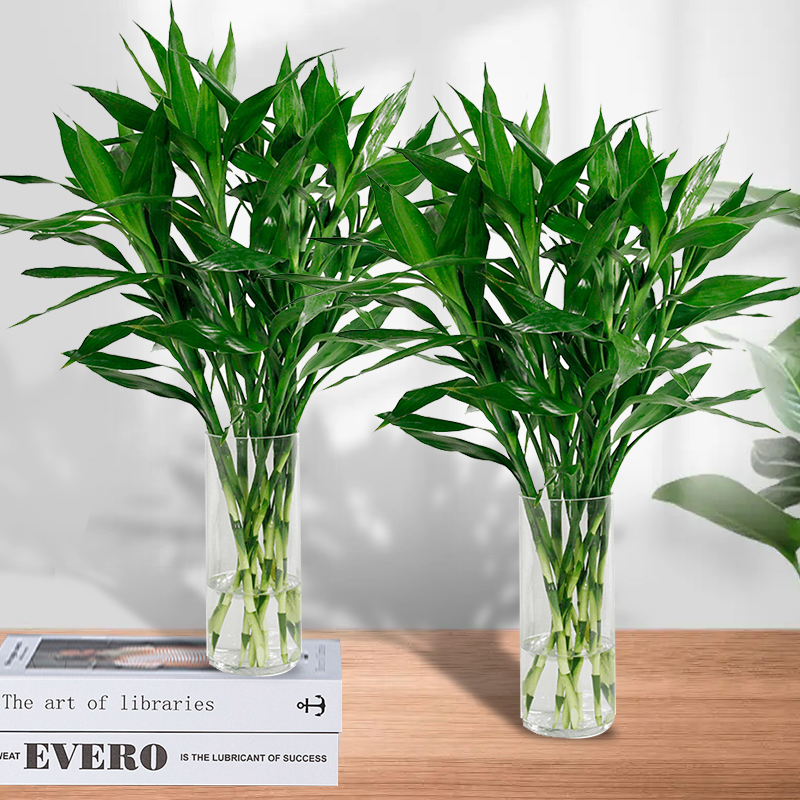 富贵竹水培绿植花卉办公室居家客厅节节高好养
