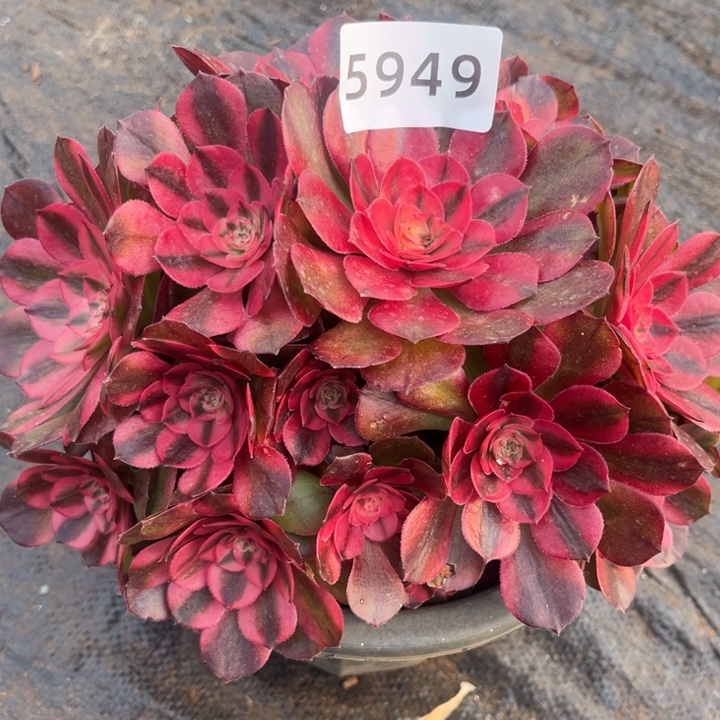 红荔枝多肉发货发货