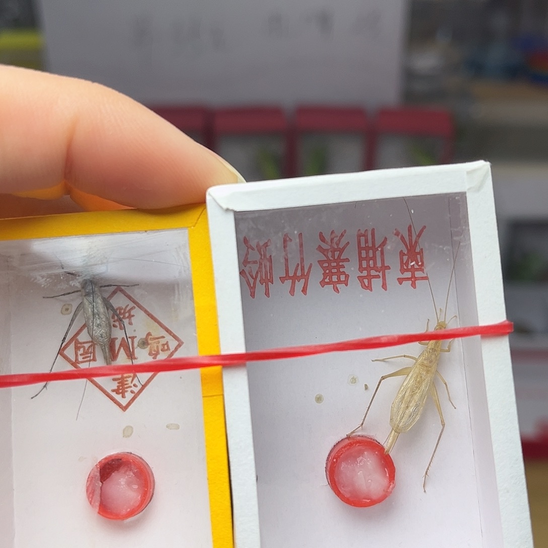 蚂蚁工坊紫竹。柬埔寨。 