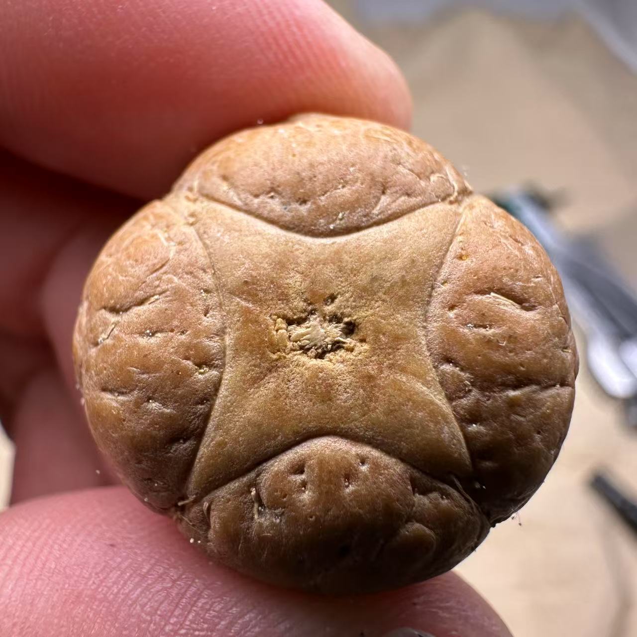 尼泊尔麒麟眼菩提，尺寸24，sss系列，货号S10