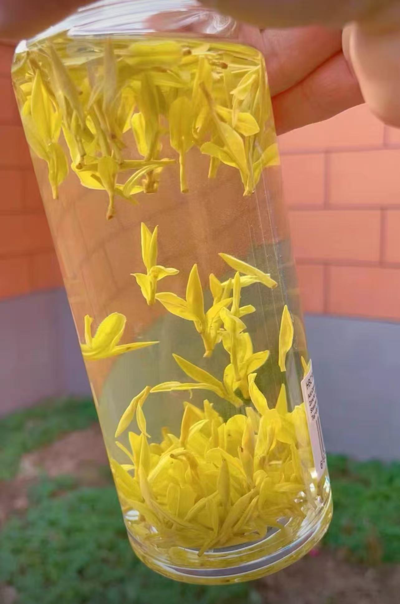 2025年新茶安吉特产高山黄金芽铁罐