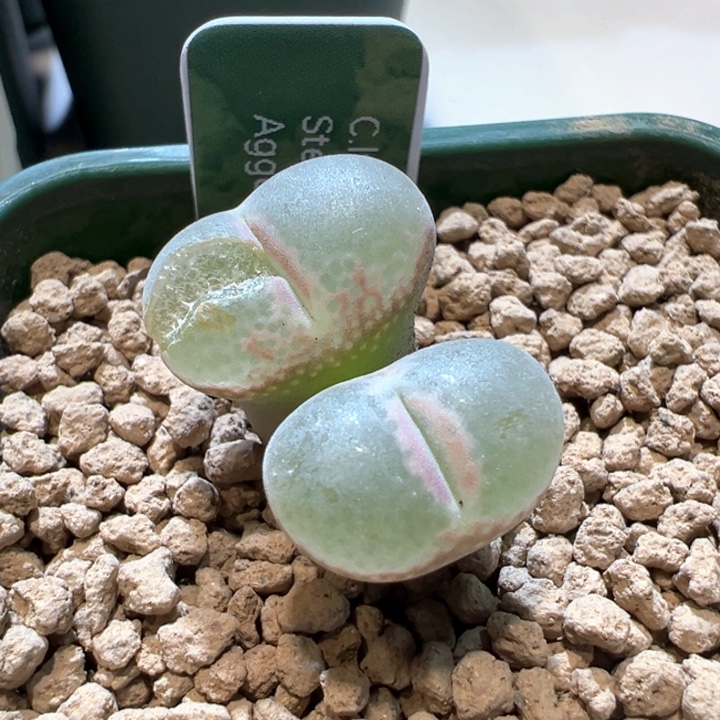 M***蔓198。 优选安格尼斯之眼六年母本