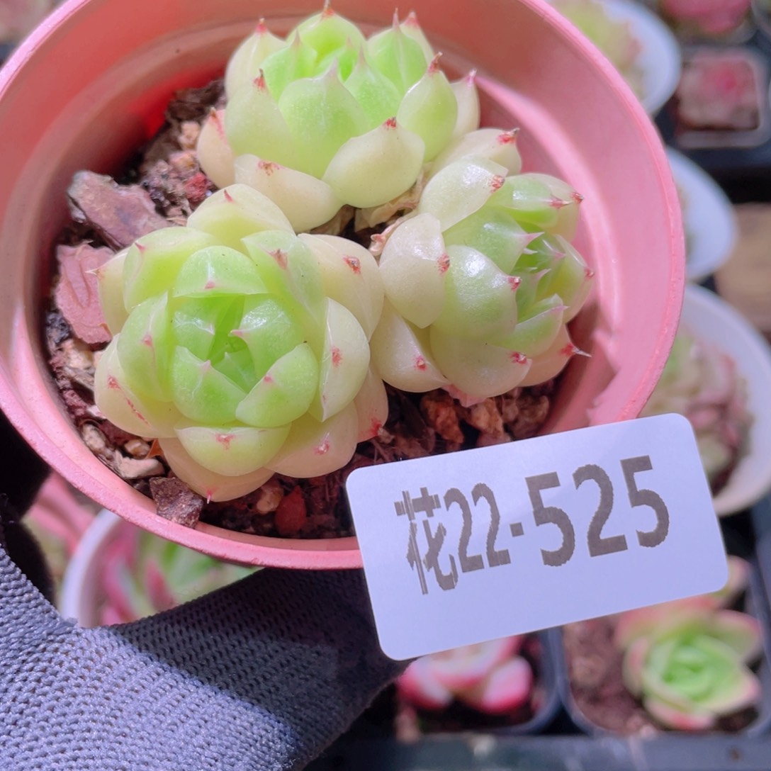 花利美22-525麦秆