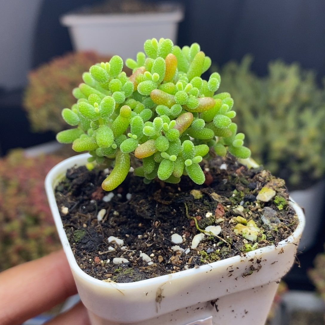 无花朵24号蜜橘糖球（直杆）