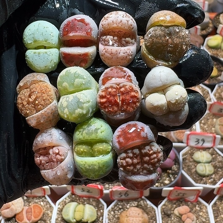 生石花11111111。     315