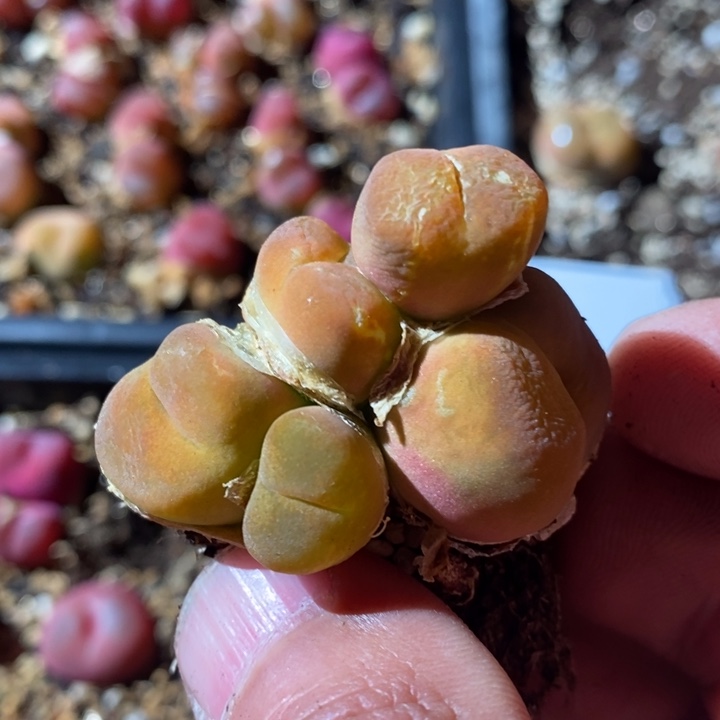 26391一个一个一个