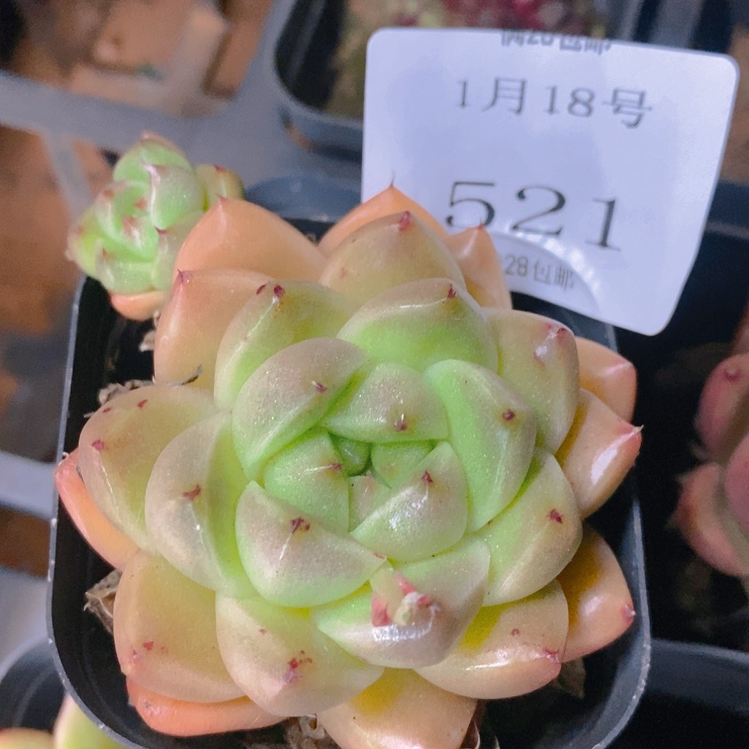 【闪购商品】云521