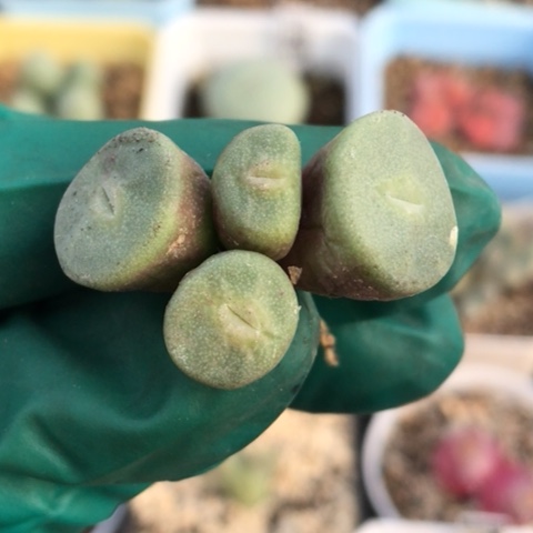 多肉肉锥 紫花毛饼