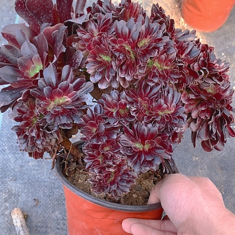 893欧紫缀化多肉植物