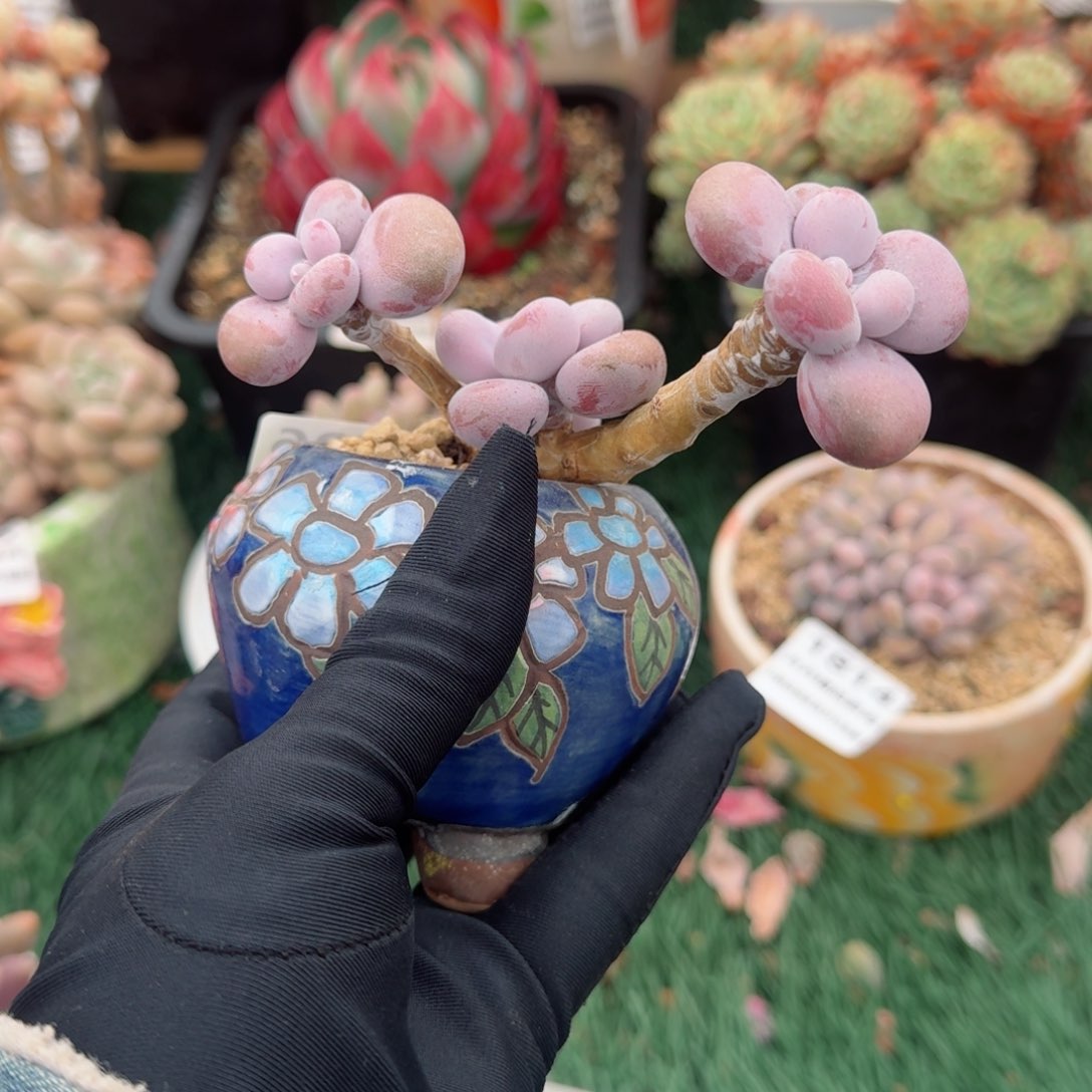 1817一物一拍）满28包邮）