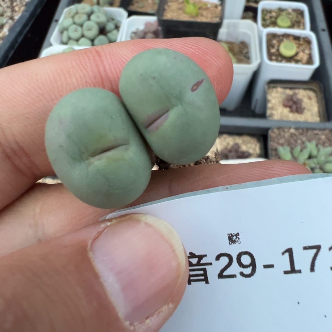 紫***幽29-171肉锥多肉植物，