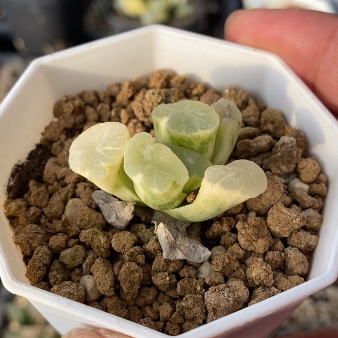 万象锦一颗 新年福利