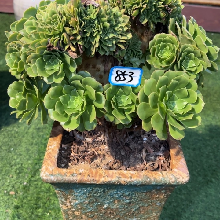 红***中853绿羊绒缀化法师