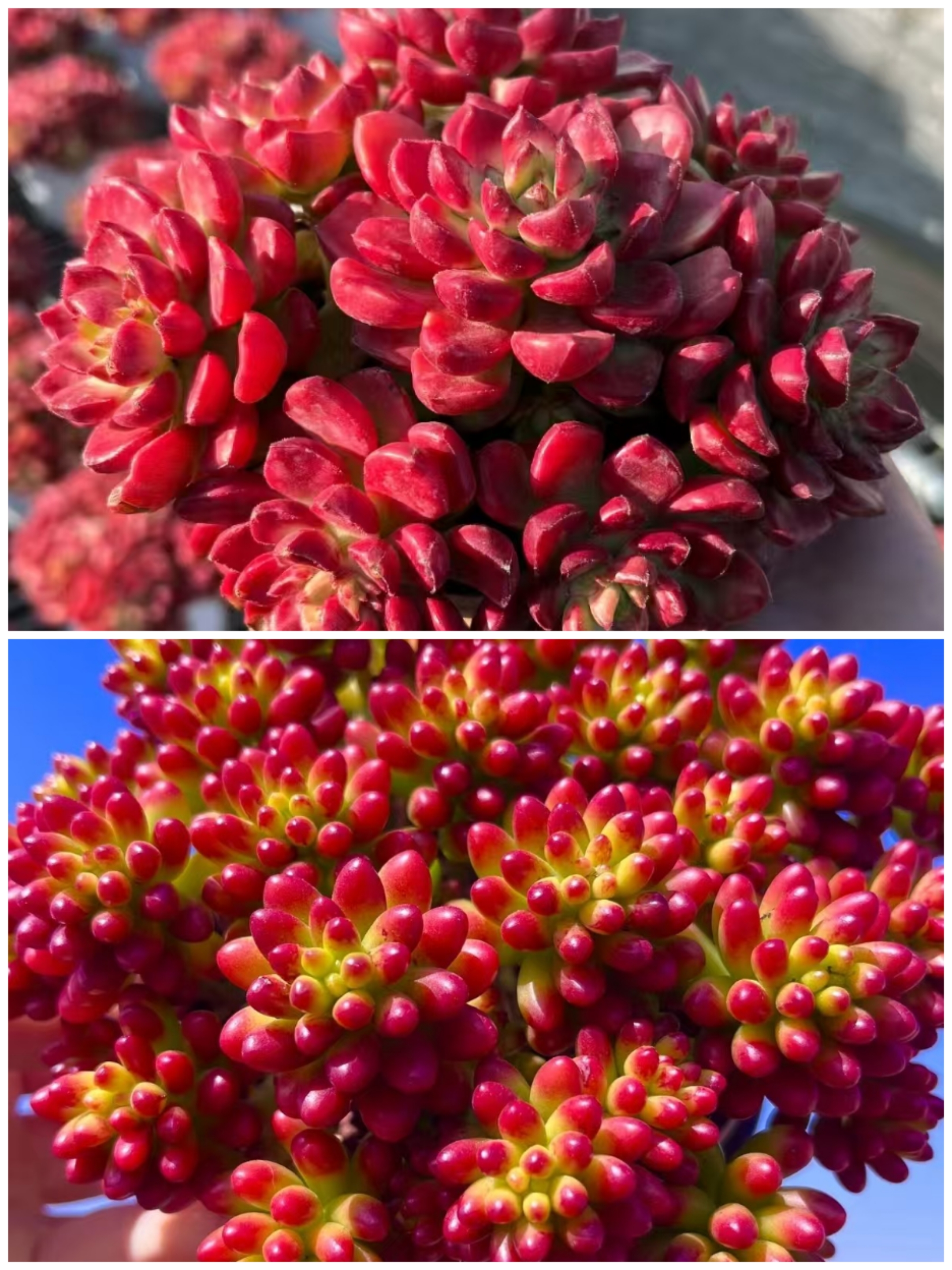 Y爱马仕红玫瑰+虹之玉锦组合 多肉植物 喜阳通风 带盆带土发货