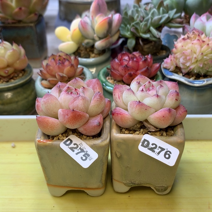 D275一物一拍带盆