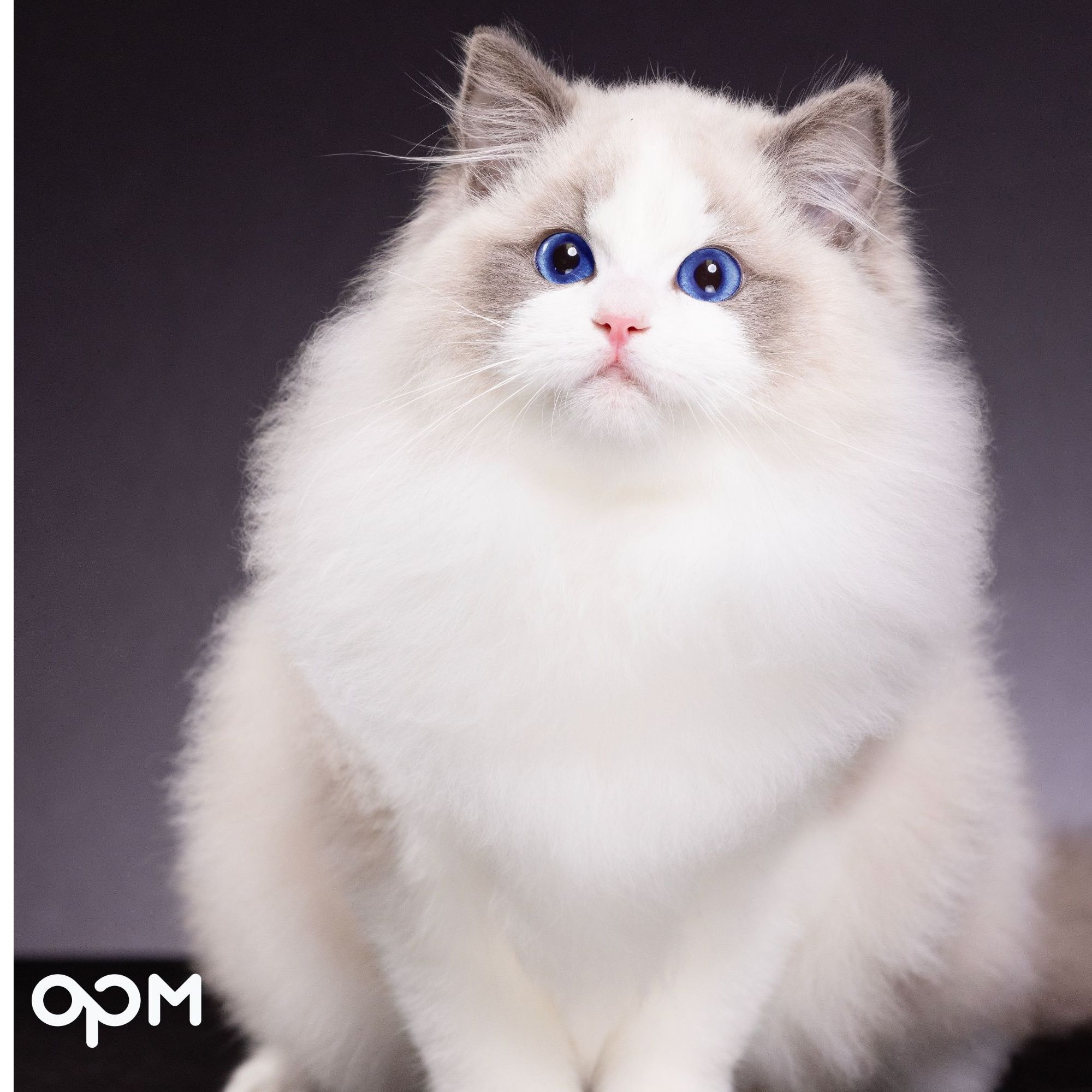 OPM 奶黄包 经典赛级蓝双弟弟