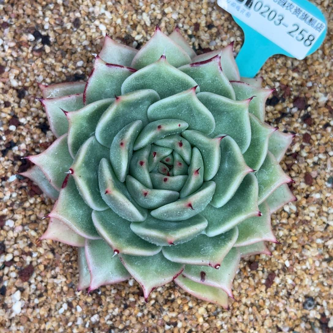 多肉一物一拍0203-258