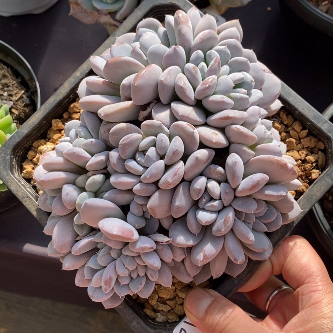 两单包邮1129-68菩提缀