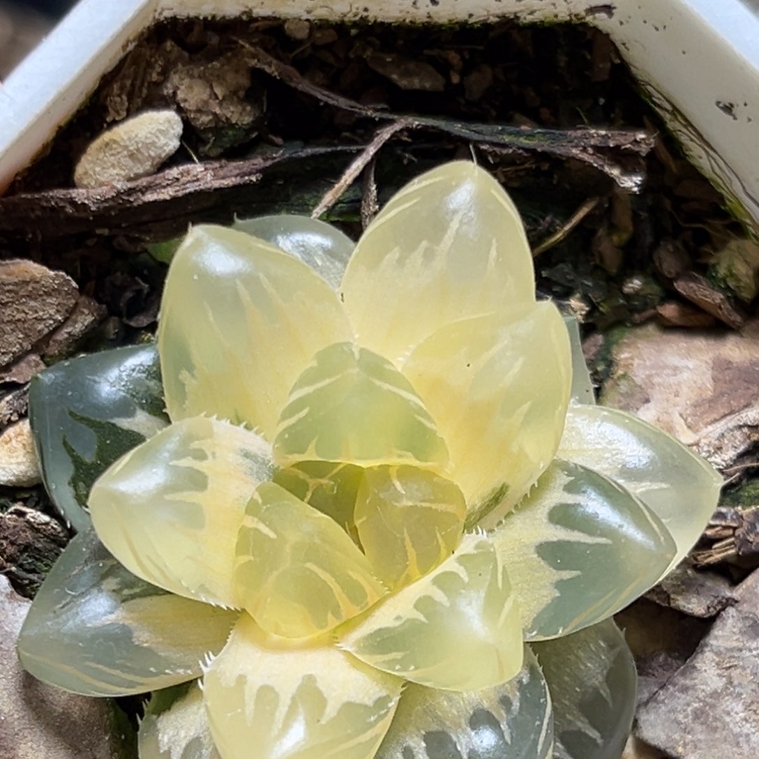 恭喜发财大吉大利554