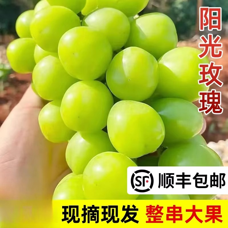 顺丰包邮新鲜当季阳光玫瑰葡萄整串脆甜多汁