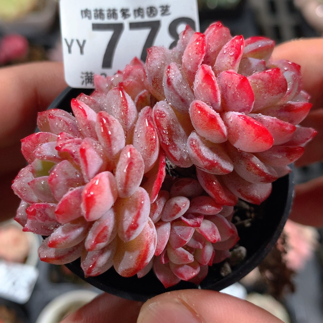 5CM拇指盆精控多肉YY778