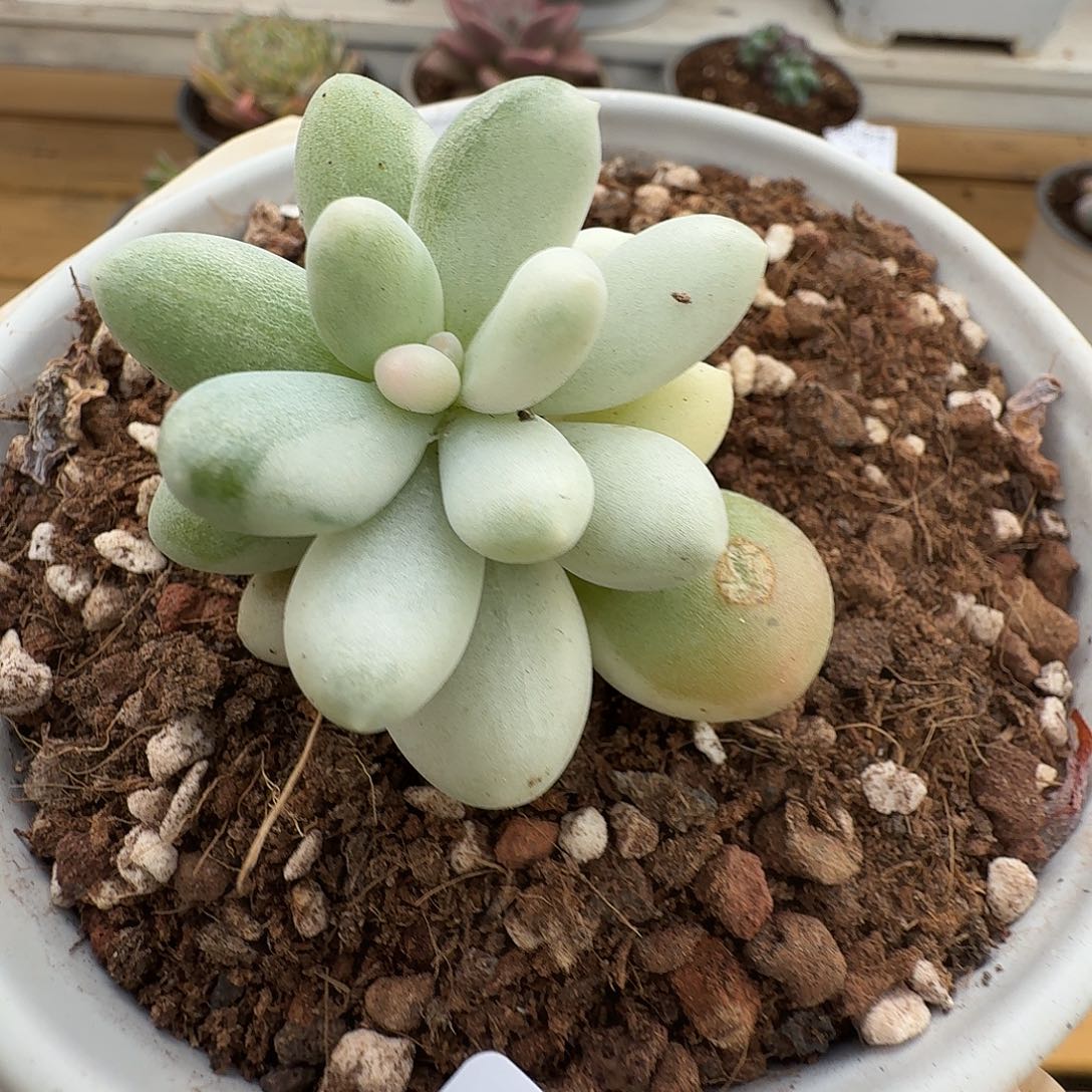 马卡龙奶酪111227-50