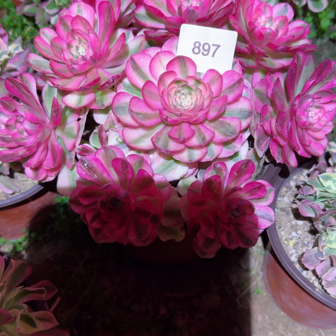 文**舞倾城法师多肉897