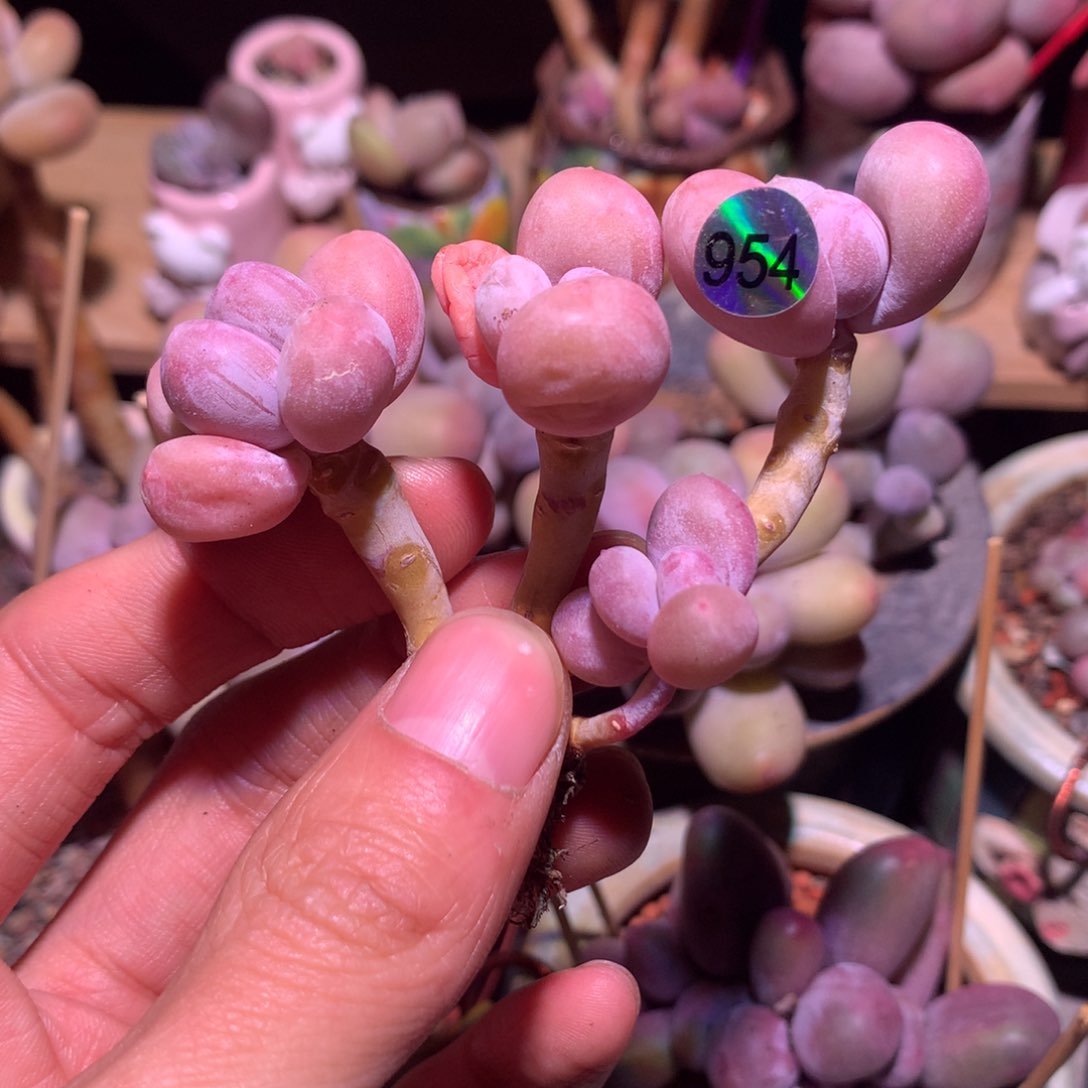 韩国奶酪多肉四头954