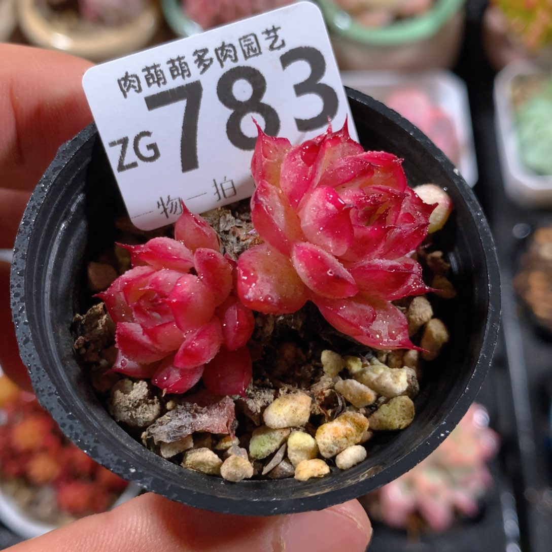 5CM拇指盆精控多肉ZG783
