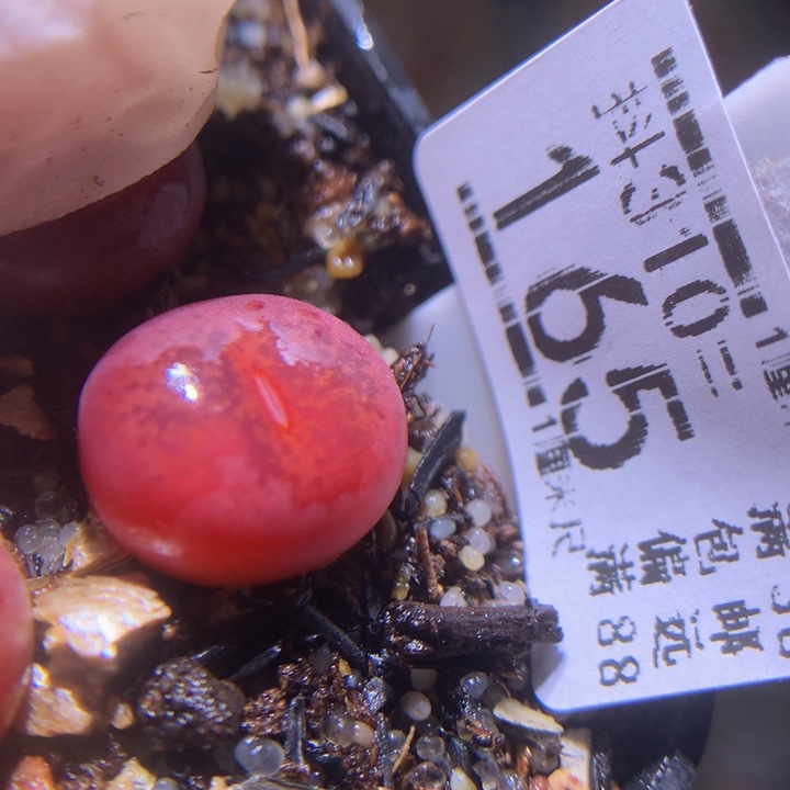 精品生石花310.165