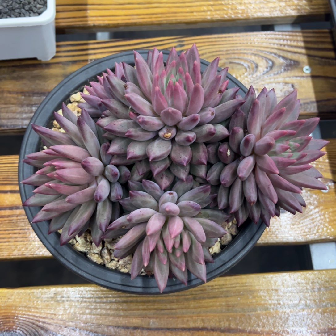 张张精品多肉虞美人