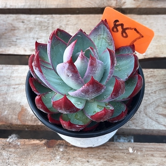 惊吆仙子887号码牌子的话