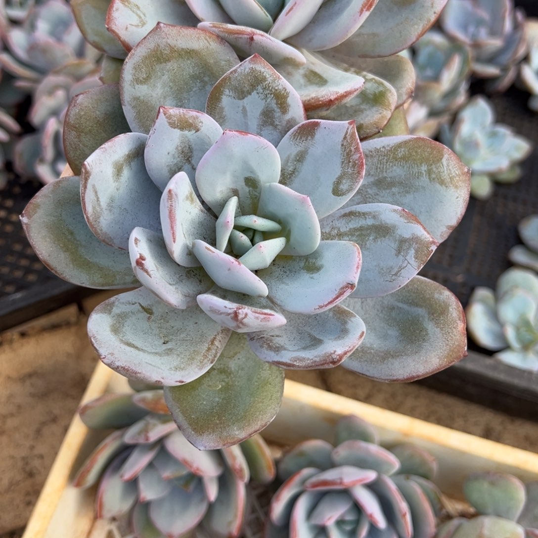 金***瑶我是花卉专用车厂厂长