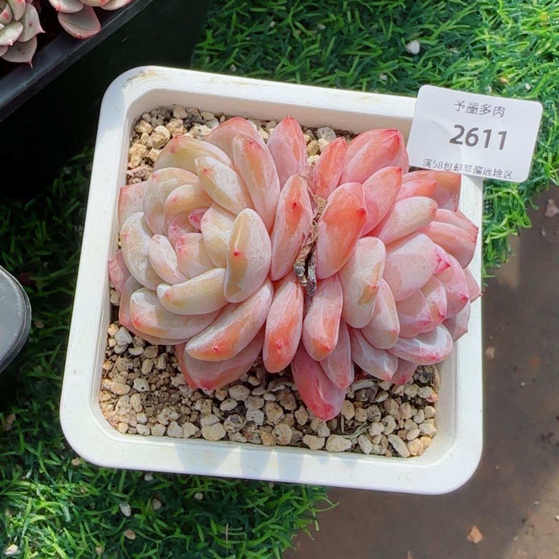 橙子，2611多肉植物