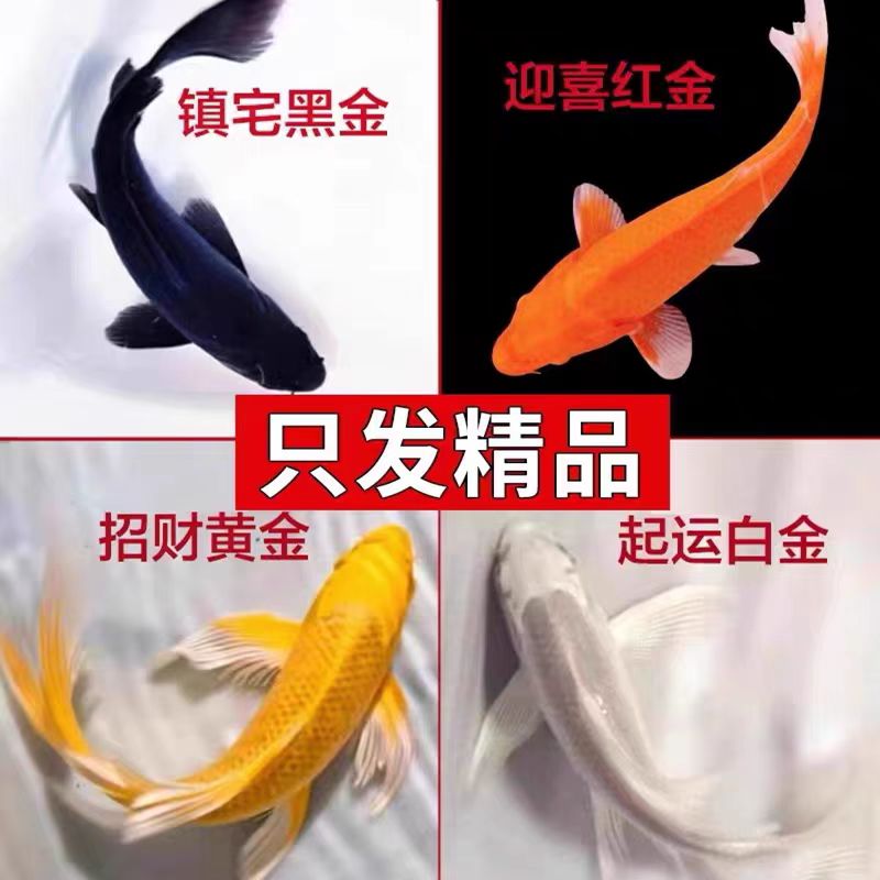 【福袋】精品锦鲤鱼活体冷水鱼淡水鱼好养耐活观赏鱼