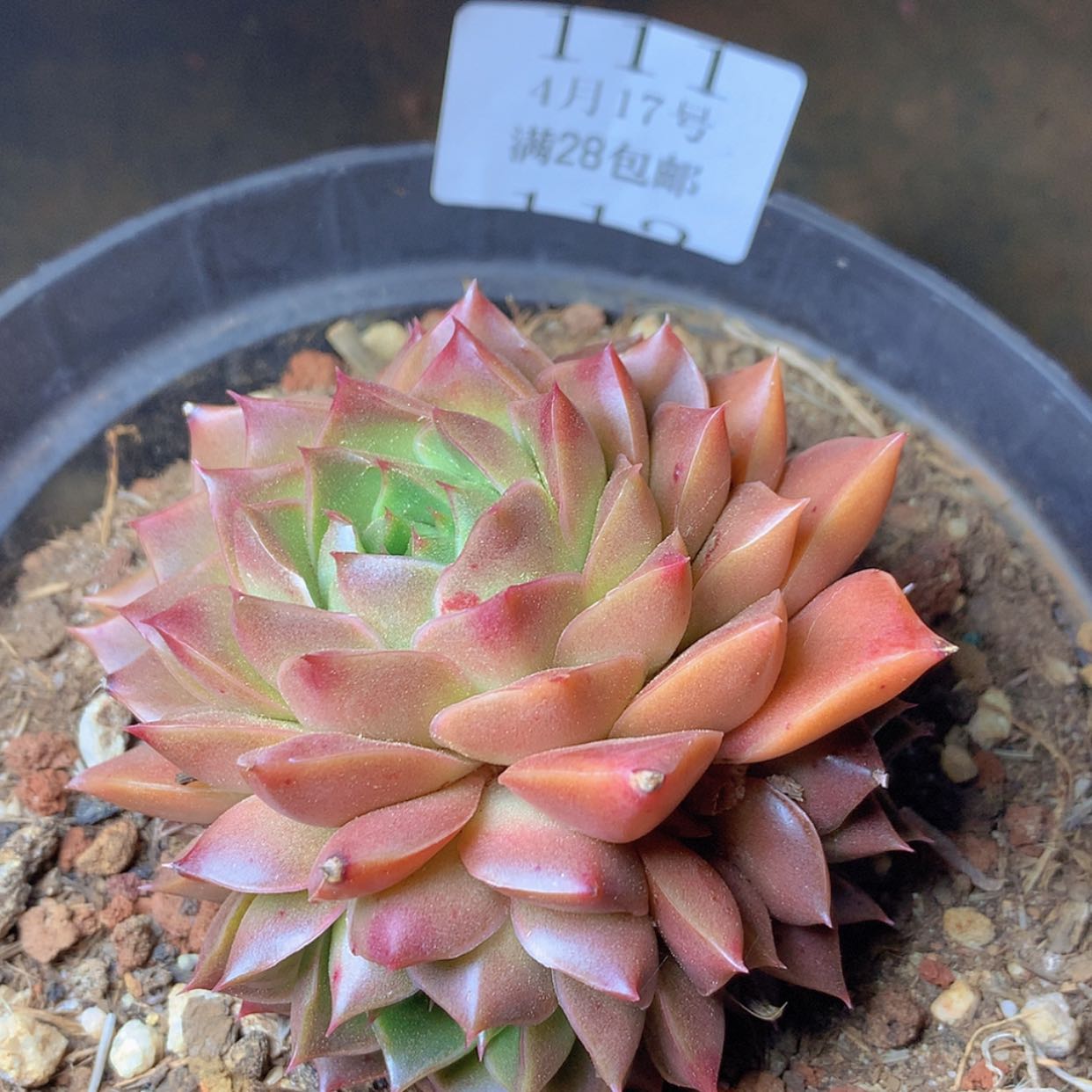 【闪购商品】云111号