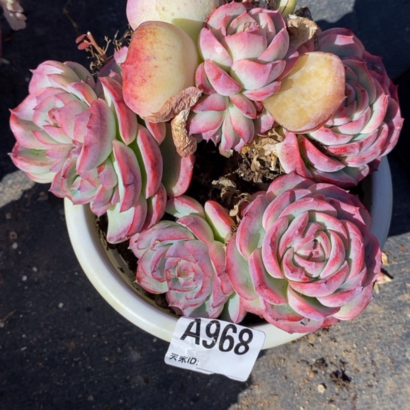 【闪购商品】c****k多肉植物的