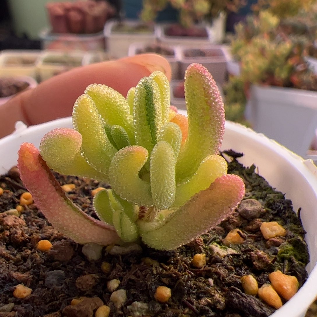 多肉植物枝干钻石黄锦带拉丝