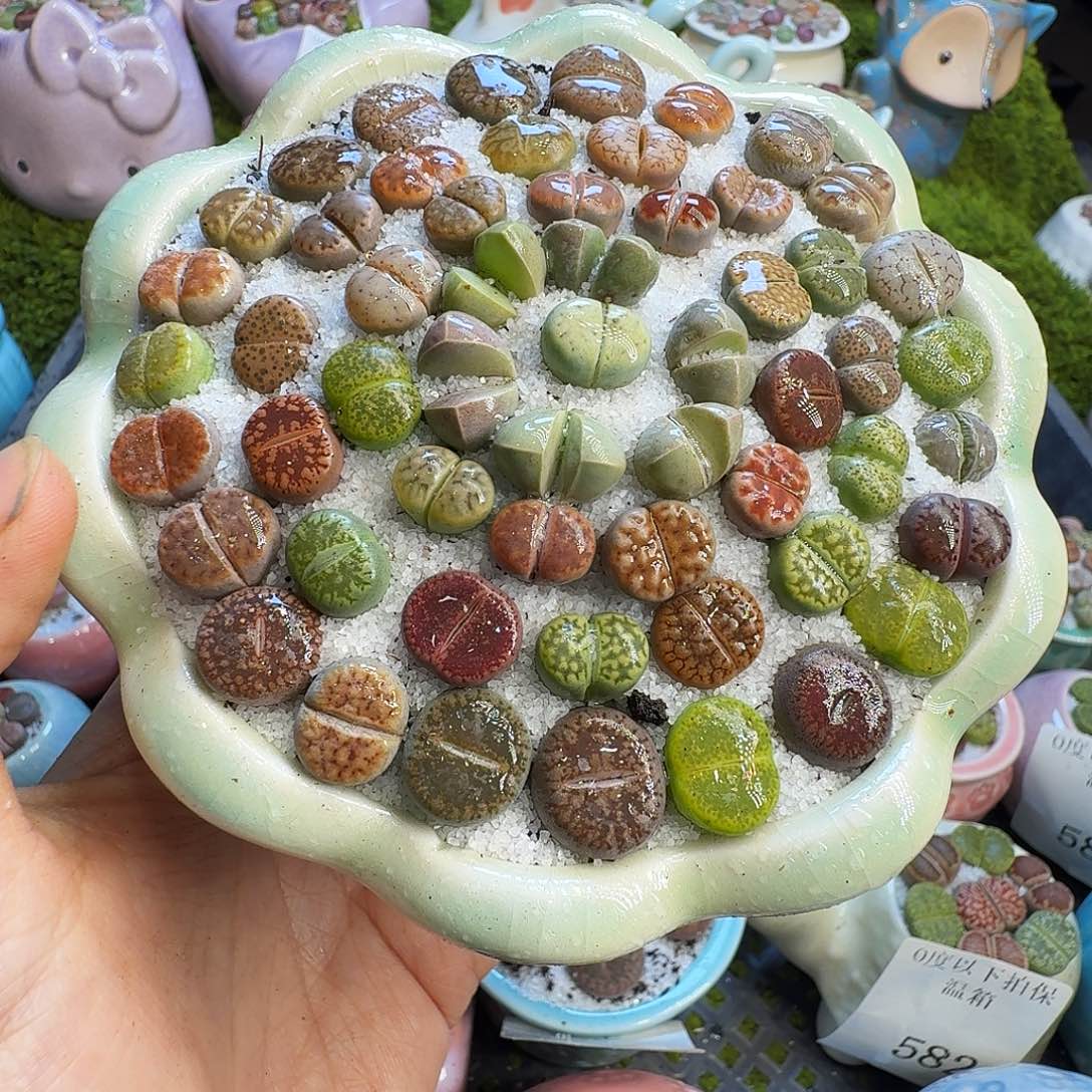 多肉植物开播福利冲613