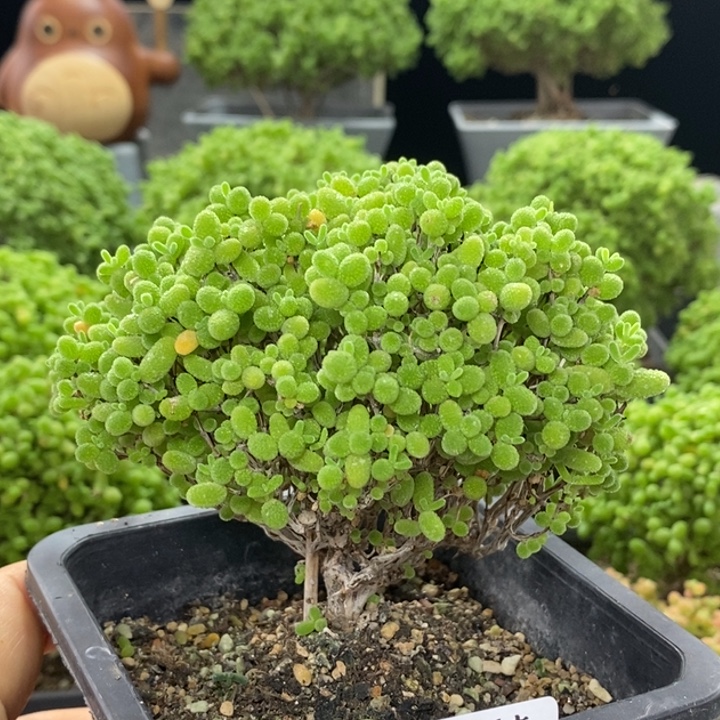 蜜橘糖球8142枝干番杏