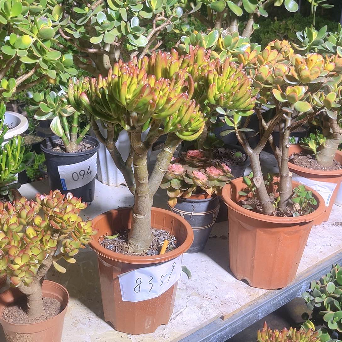 吸财树带盆带土8359号